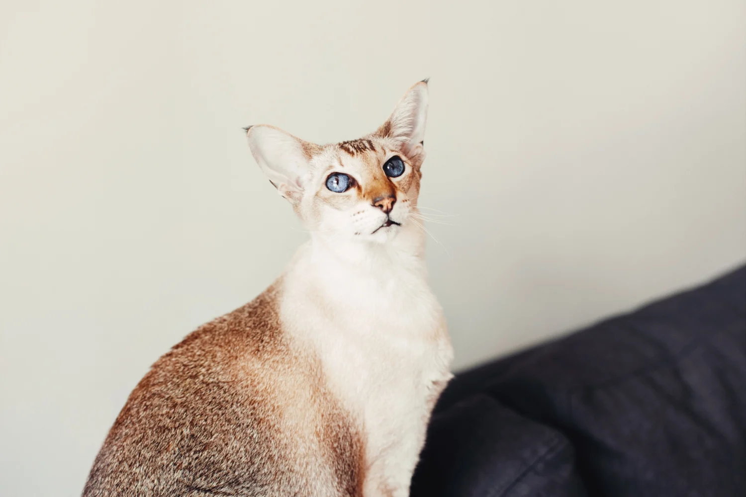 Bond with Your Oriental Shorthair Cat