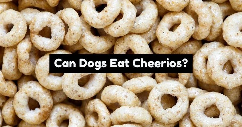 Can dogs eat Cheerios