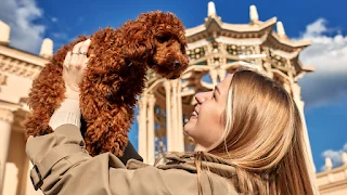 Exploring the Globe with Pets