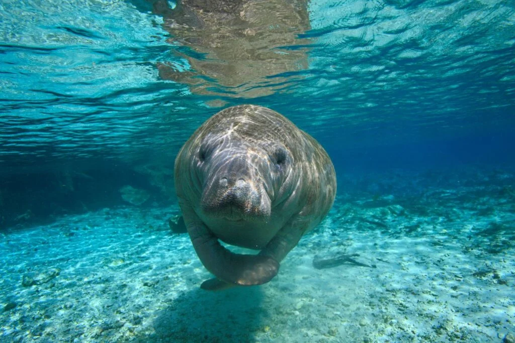 Places to See Florida Wildlife
