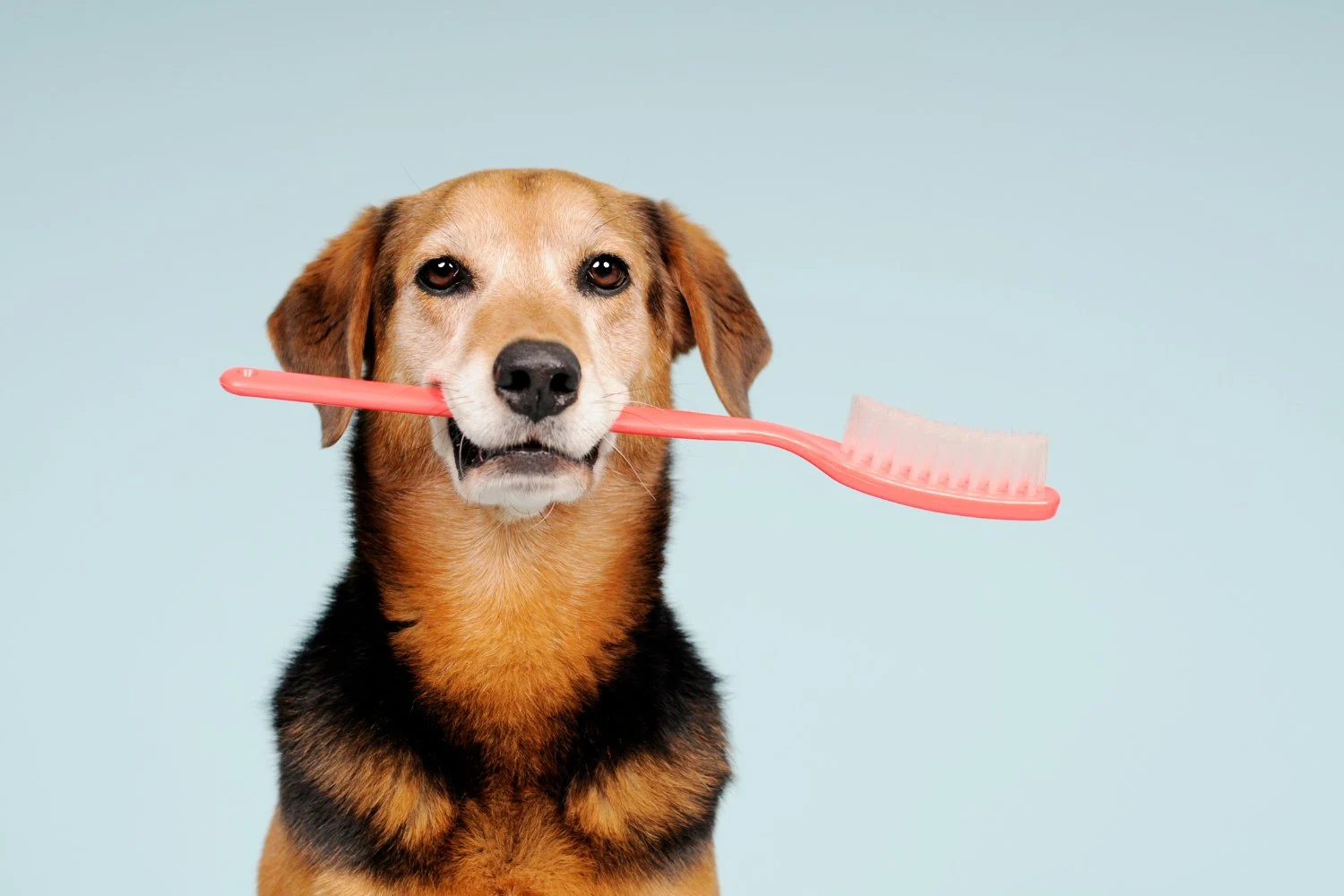 Travel Essentials to Pack for Your Dog