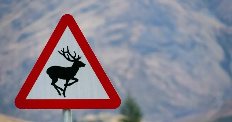 What to Do If You Hit an Animal While Driving