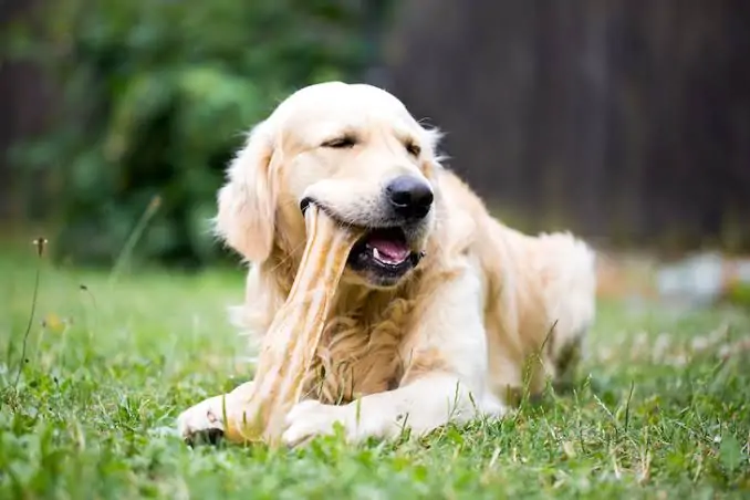 Dog bones treat