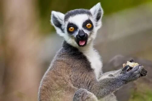 endangered animals writing ethics
