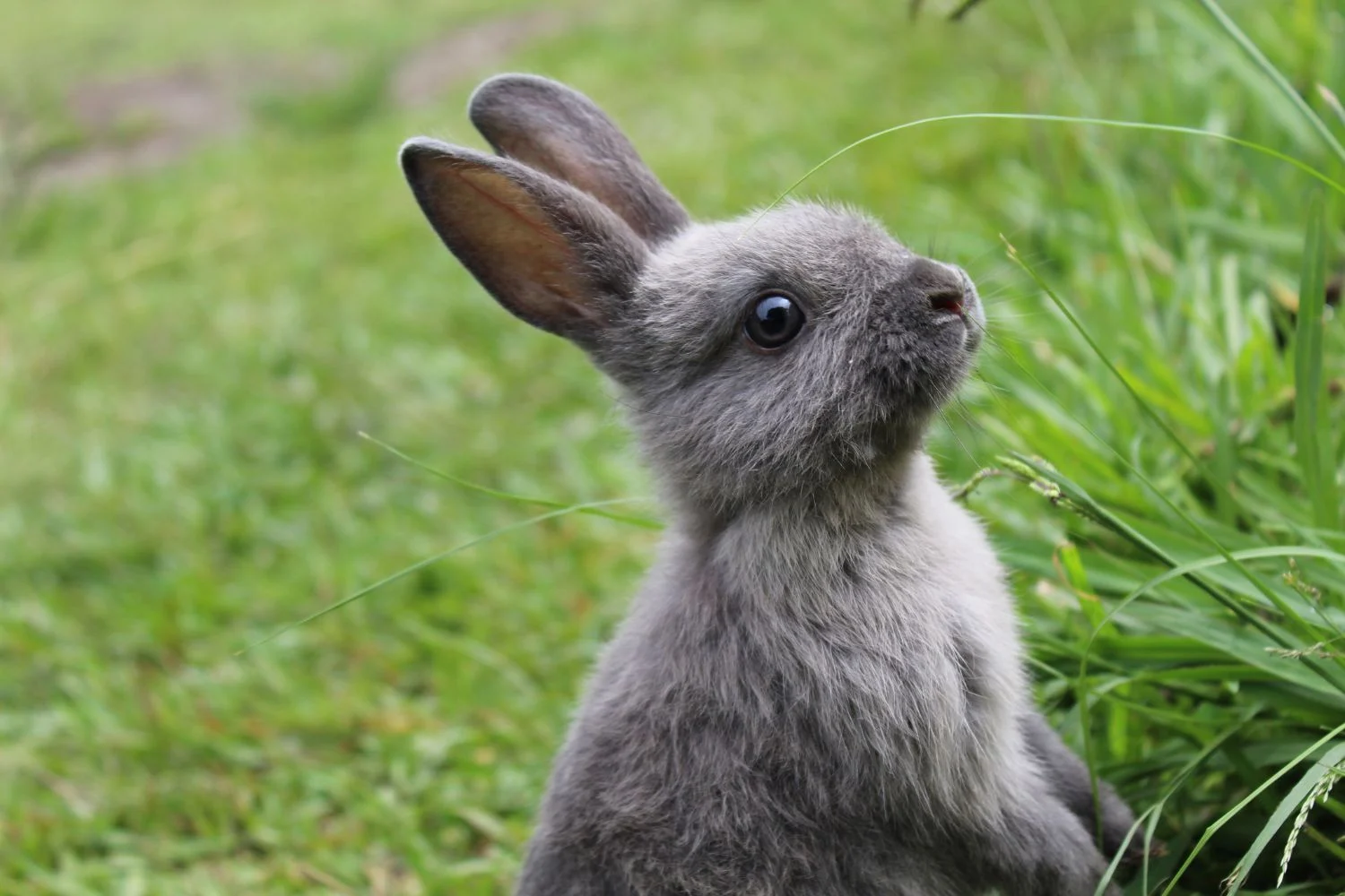 Best Rabbit Repellents