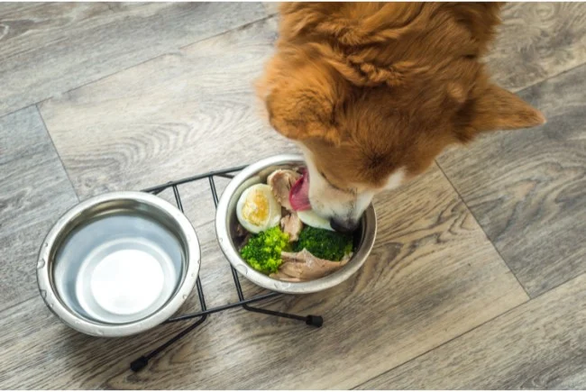 Bowls for dogs accessories