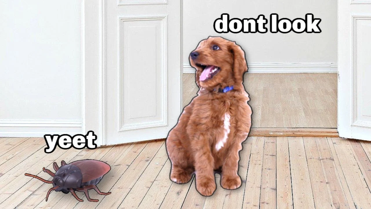 Can Dogs Eat Cockroaches