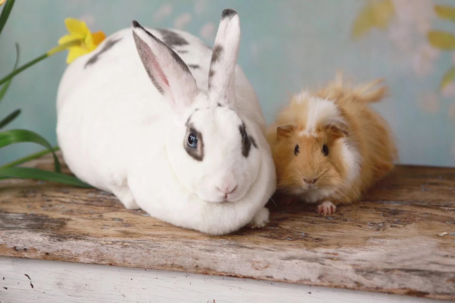 Rabbits as Exotic Emotional Support Animals