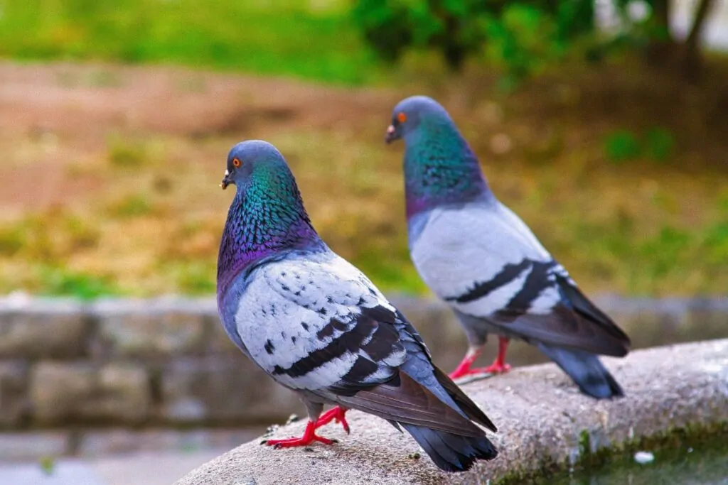 Non-Toxic Pigeon Control Methods