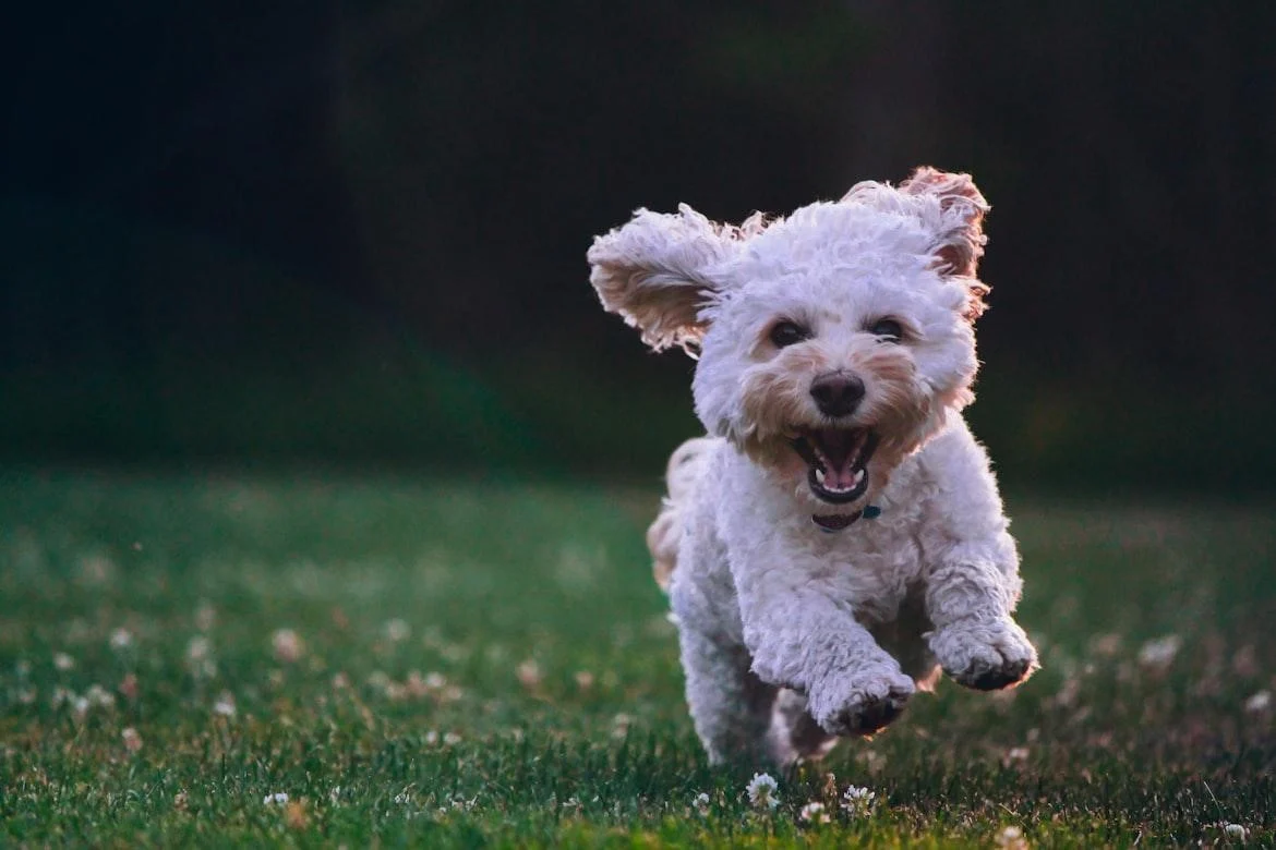 Positive Reinforcement vs. Traditional Techniques
