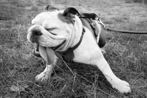 Reverse Sneezing in Dogs