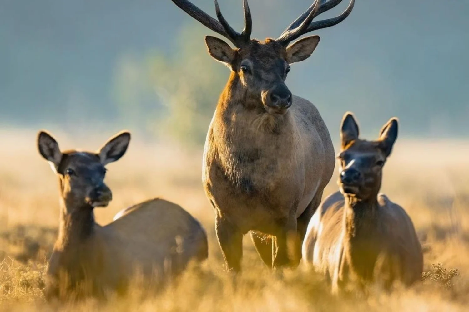 Game Animals to Hunt in North America