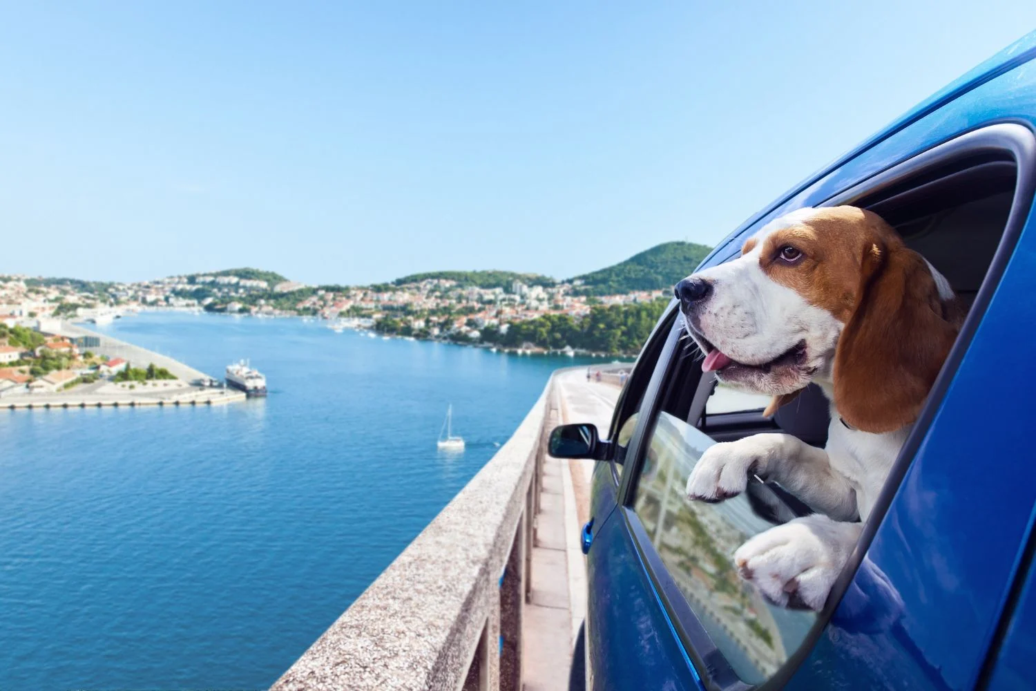 How to Keep an Eye on Your Pets While Traveling