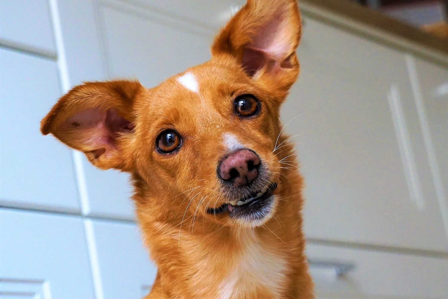 Why Dogs Do What They Do