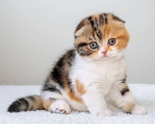 the Scottish Fold Cat