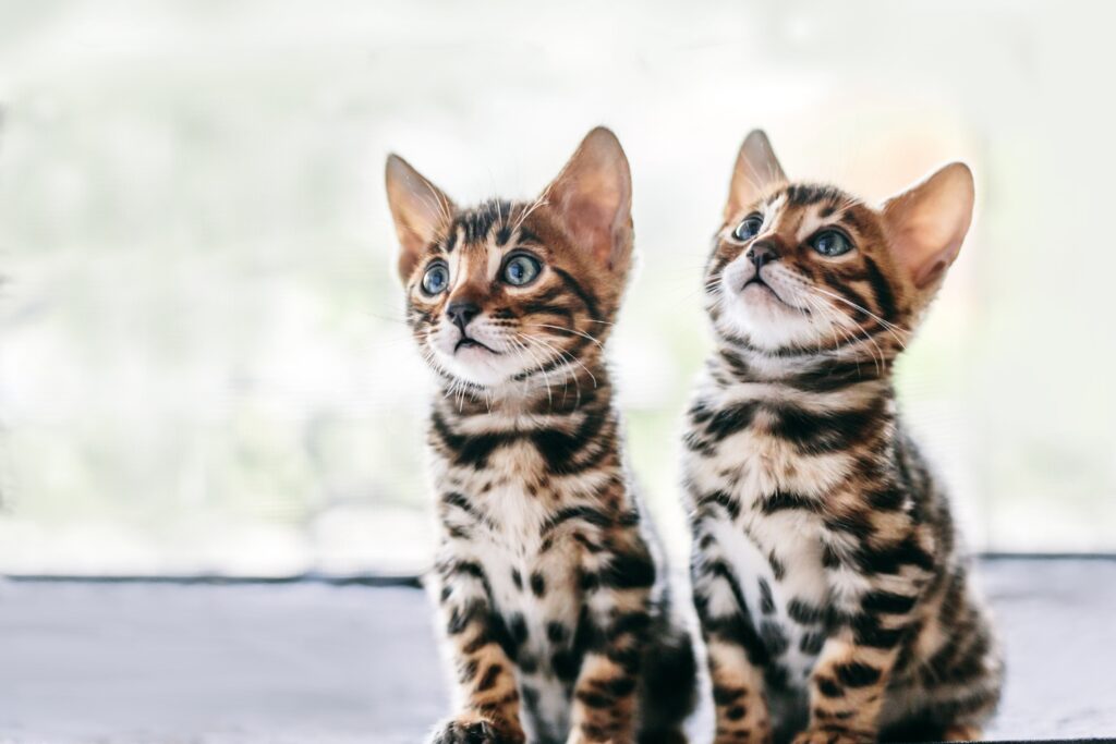 Magic of the Bengal Kitten