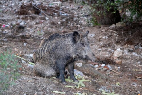 Major Pollutants Threatening Wildlife