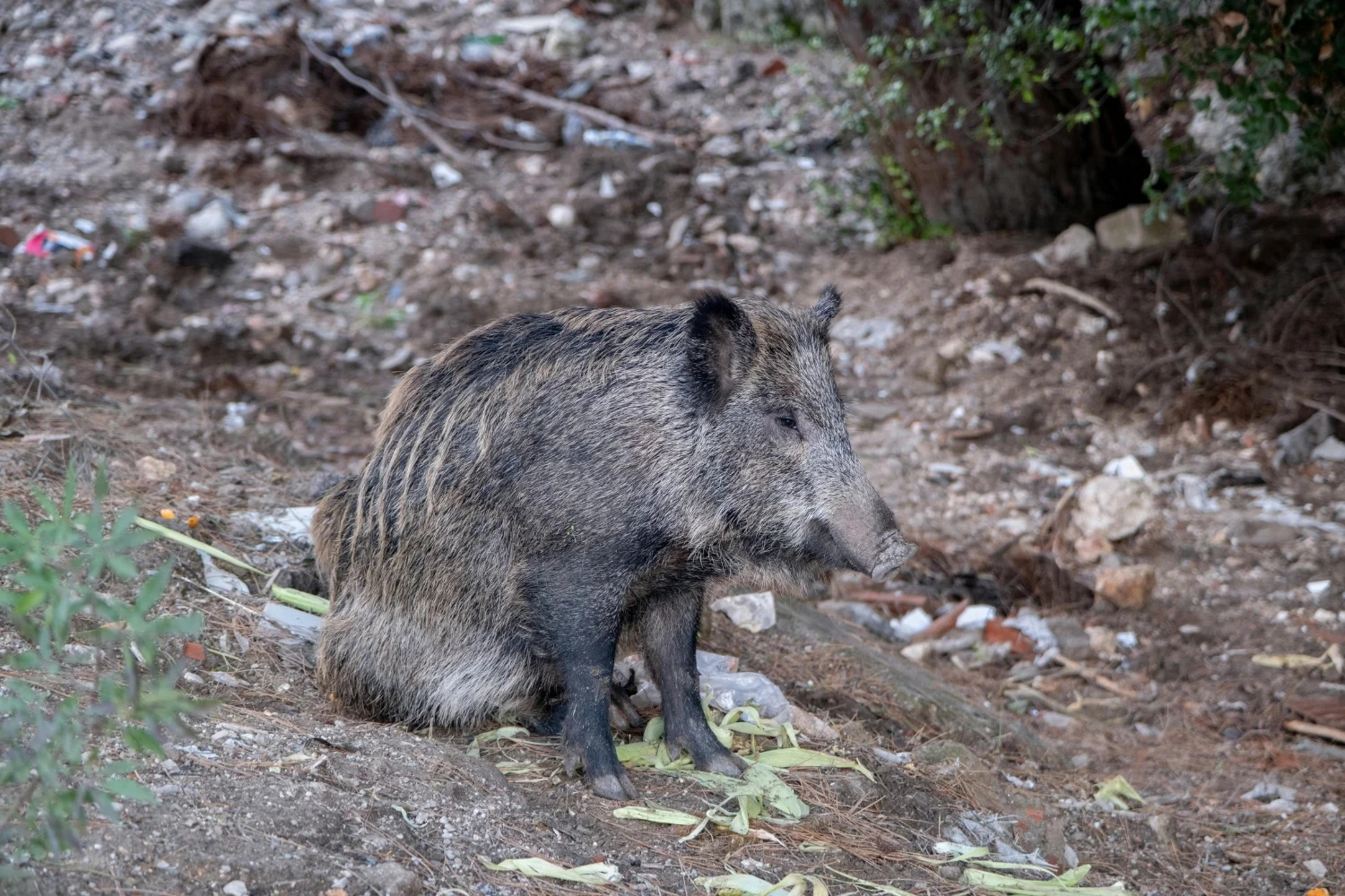 Major Pollutants Threatening Wildlife