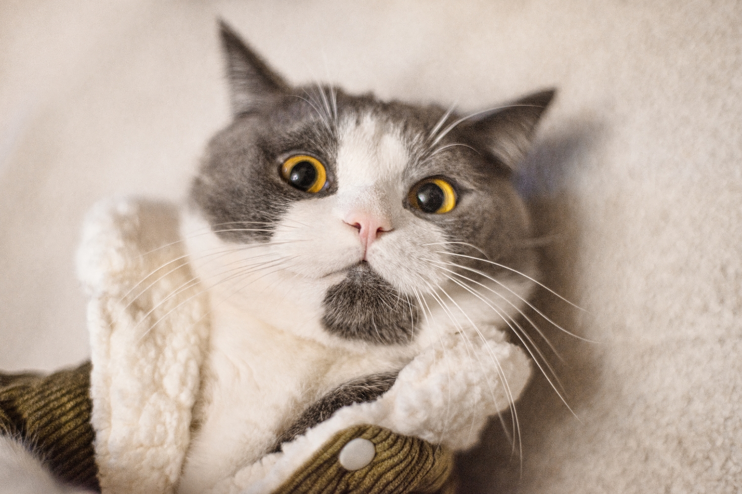 Cat One Photo So You Got One Cat… Now You’re Getting Another