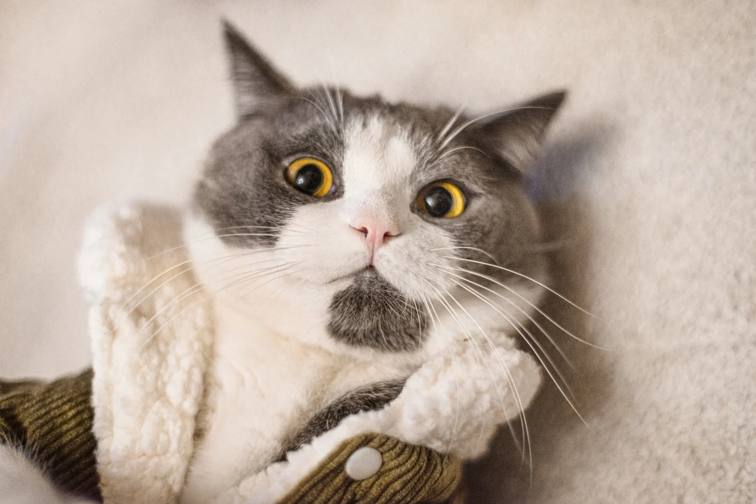 So You Got One Cat