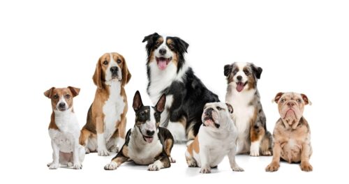 Collage made of funny dogs different breeds posing isolated over white studio background