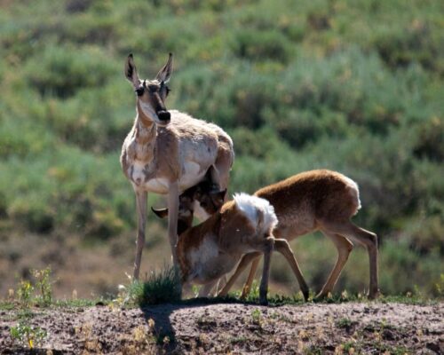 A Beginner's Guide to Wildlife Photography