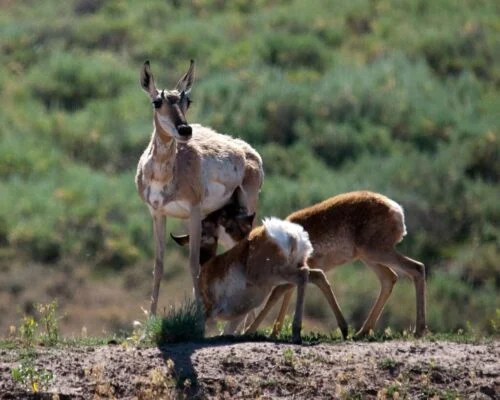 A Beginner's Guide to Wildlife Photography