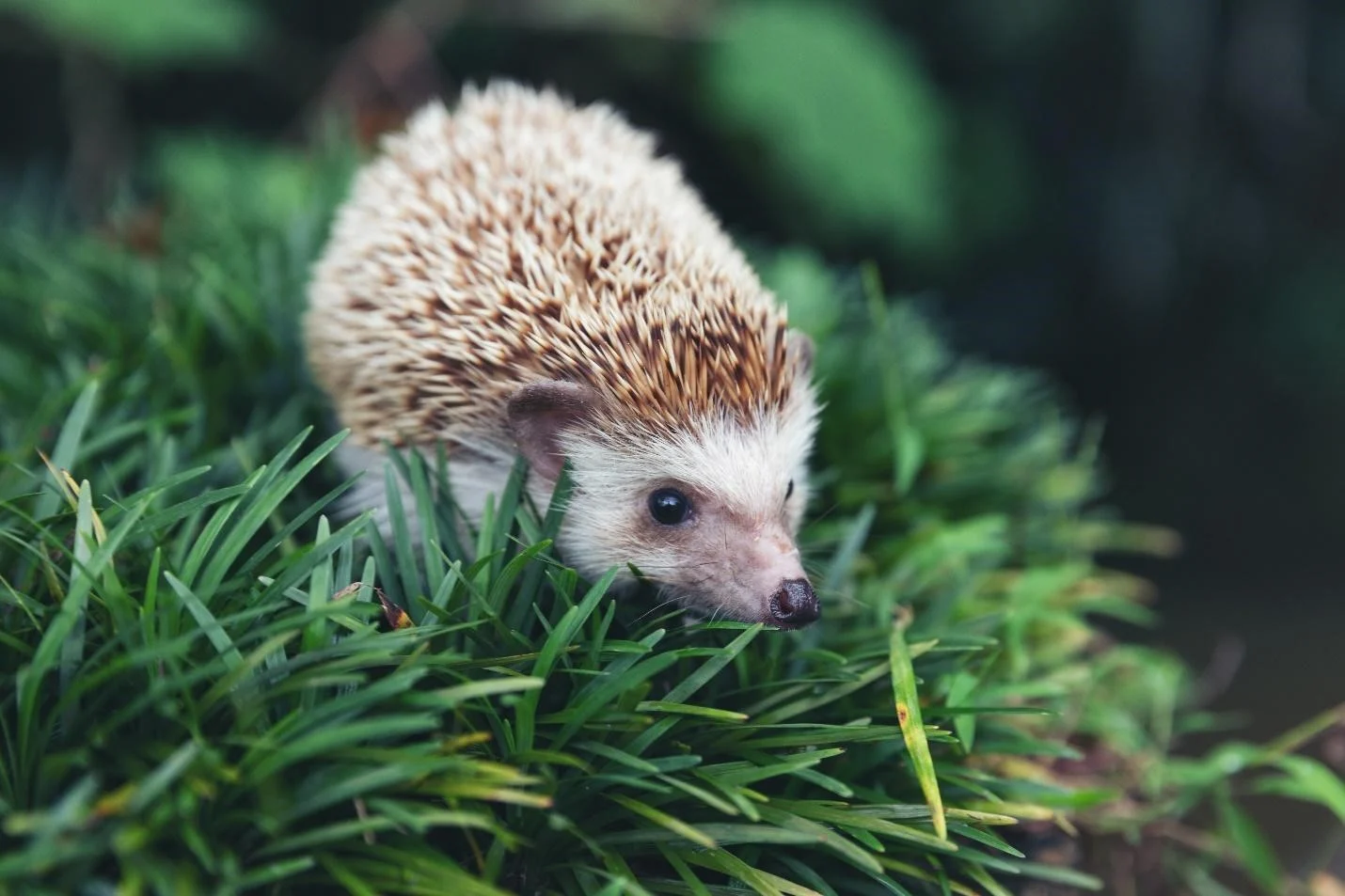 Animals You Can’t Legally Own in California