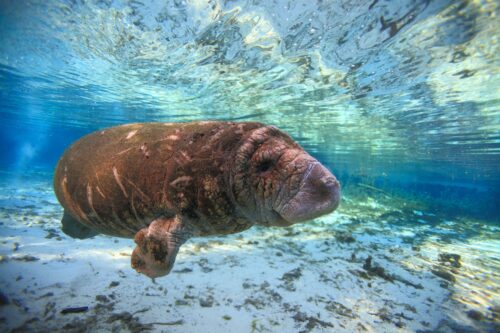 Are Manatees Dangerous to Humans