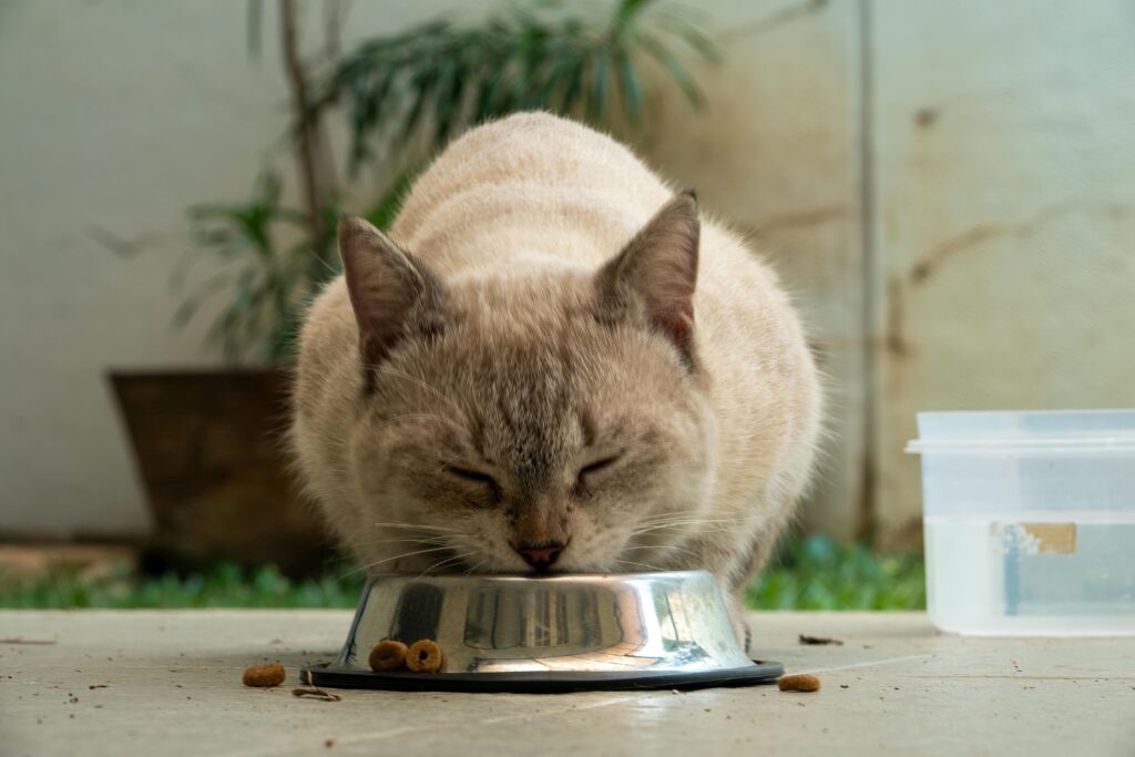 Healthiest Foods for Your Pets