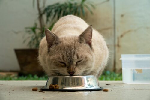 Healthiest Foods for Your Pets