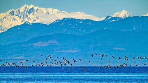 Types of Wildlife Saltwater Marsh