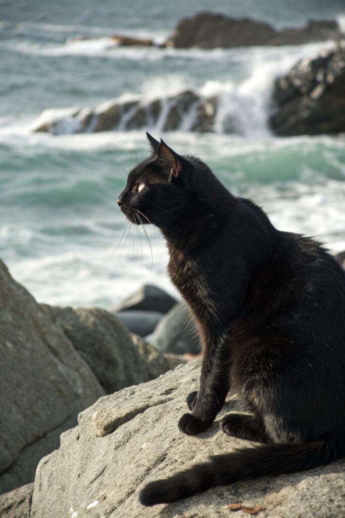 Tailless black Manx cat resting in a garden, its round body and playful eyes reflecting friendliness.