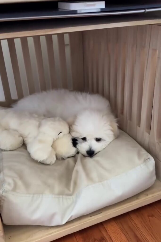 Fluffy white puppy resting inside a Scandinavian wood dog crate furniture piece