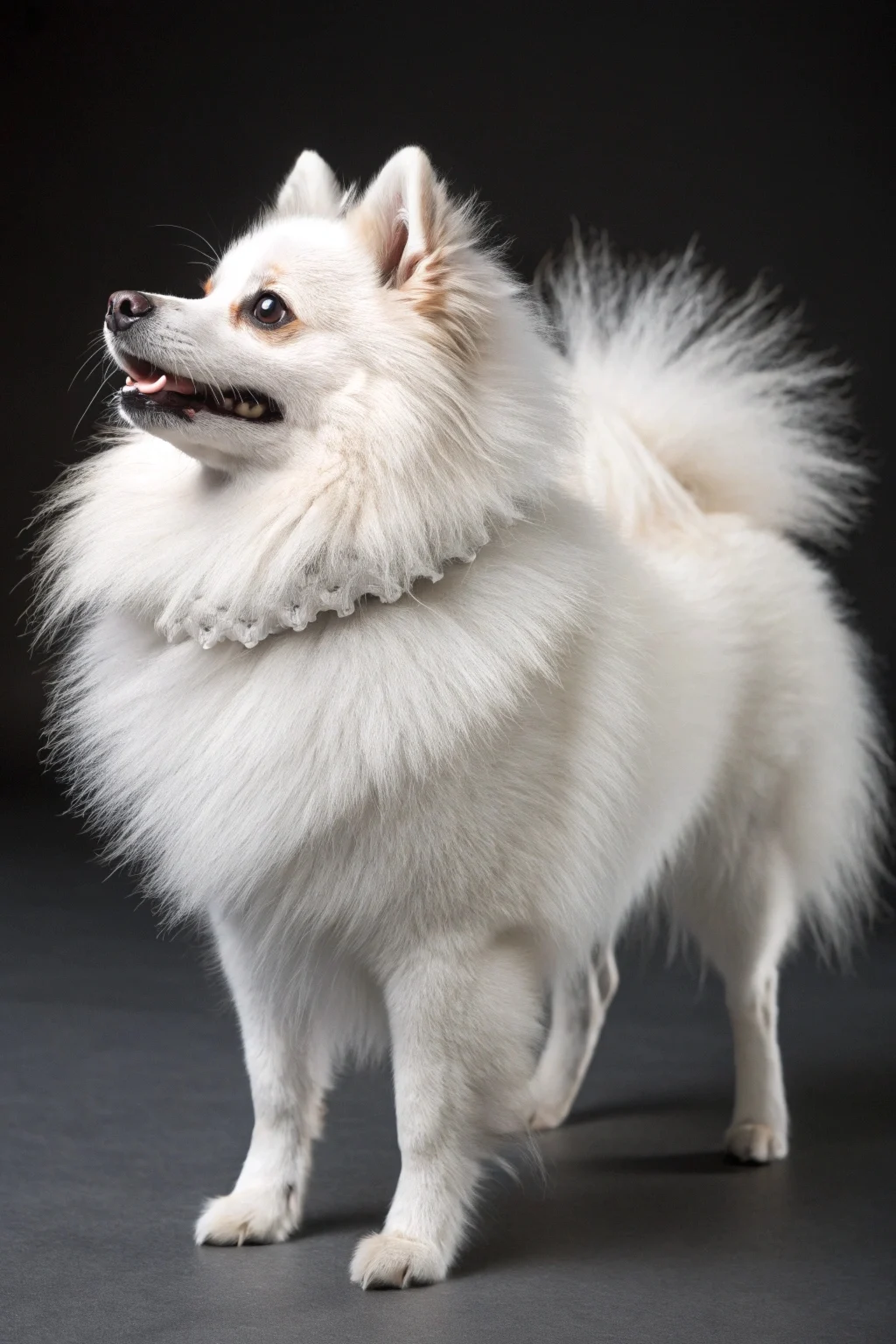American Eskimo Dog (Miniature)