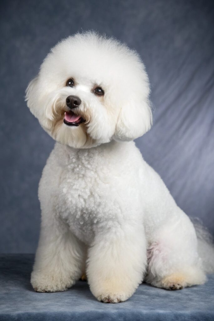 Best White Small Dog Breeds Bichon Frisé