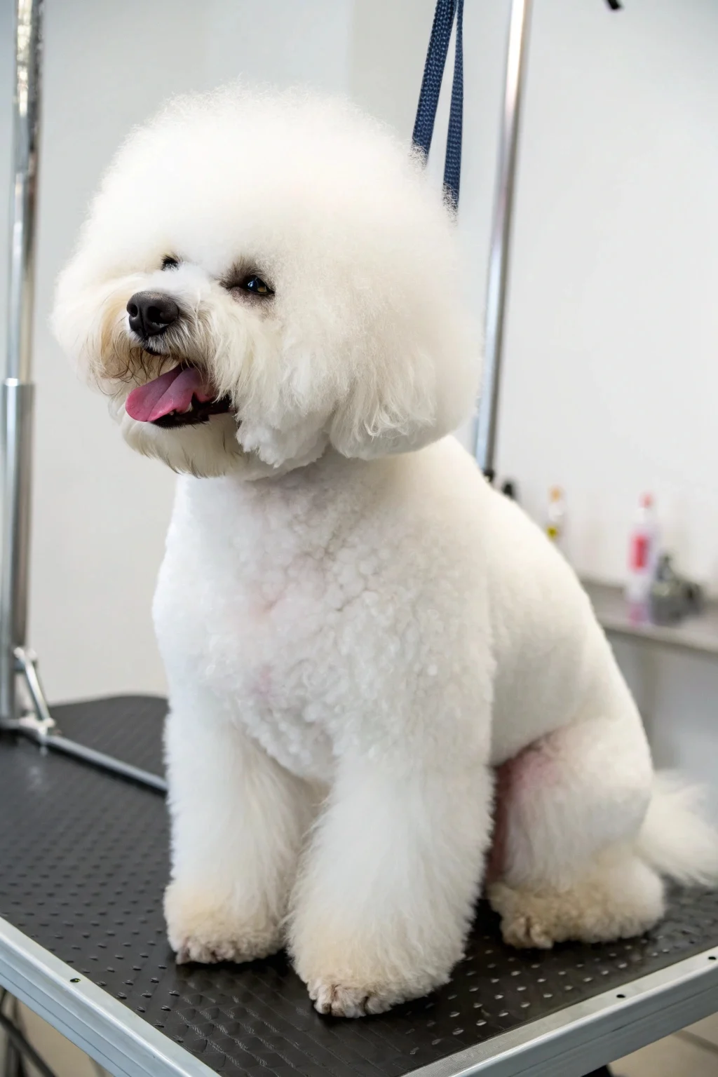 Groomed Bichon Frise