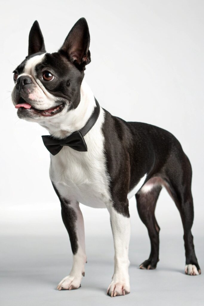Boston Terrier - friendly American Gentleman breed with minimal grooming needs for seniors