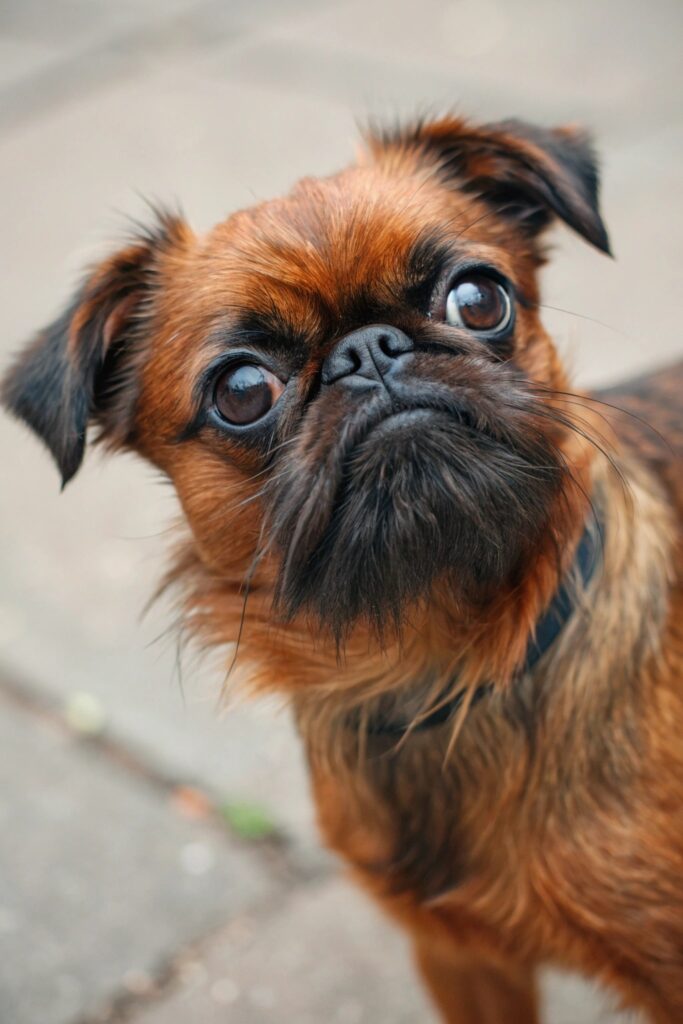 Brussels Griffon - The Expressive Character