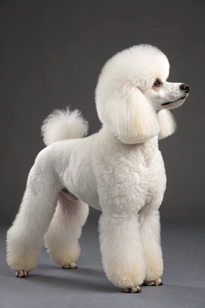 Small dog with lamb cut showing contrast between fluffy body and shorter legs