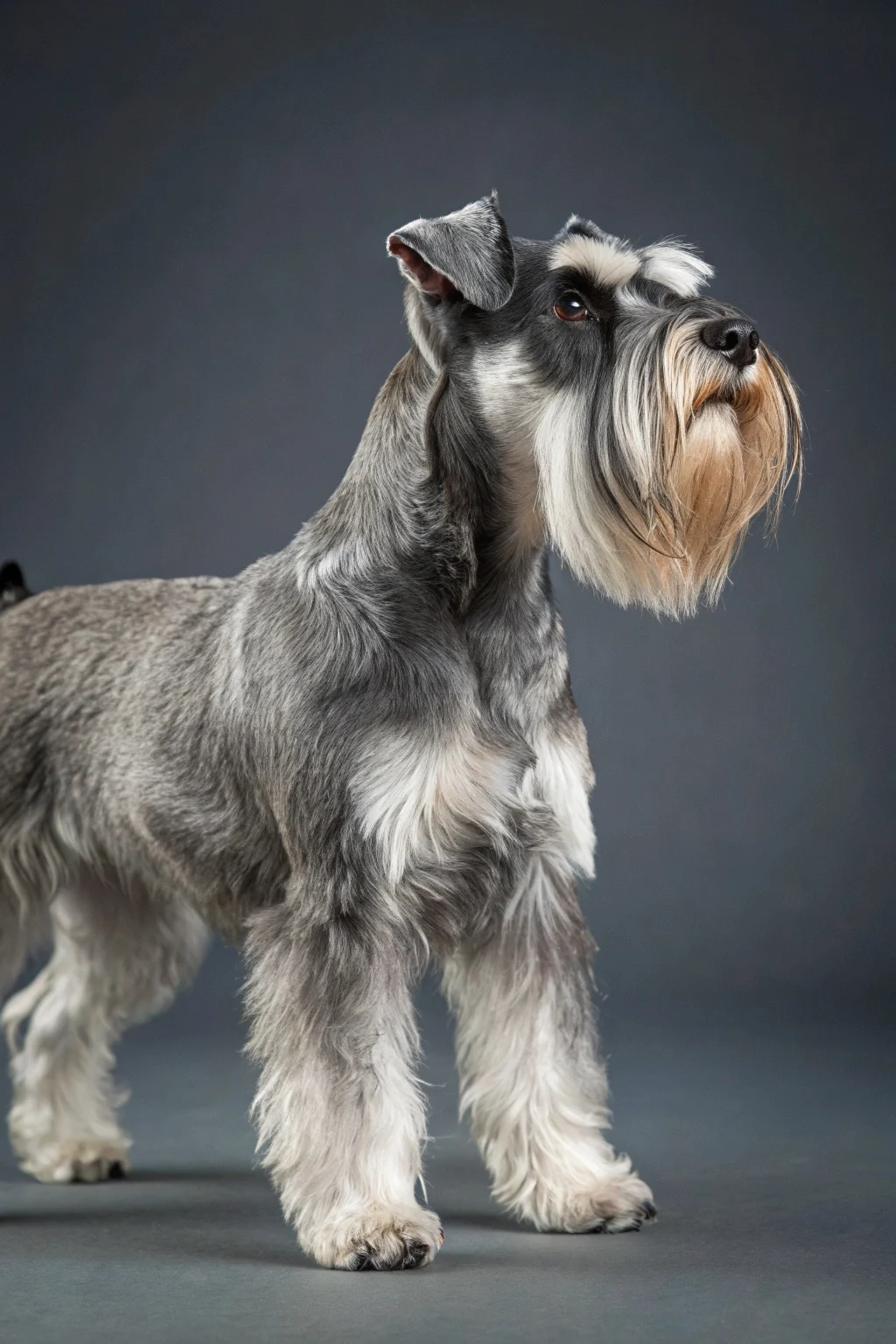 Miniature Schnauzer - alert intelligent small dog breed ideal for seniors seeking loyal companion