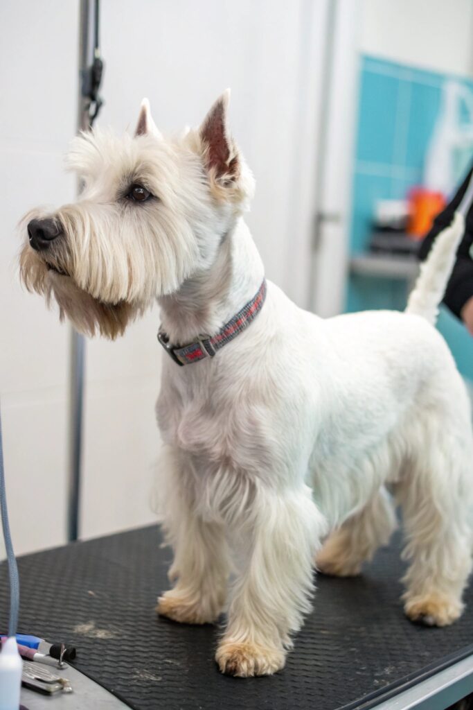 Miniature Schnauzer with classic terrier trim showing eyebrows and beard