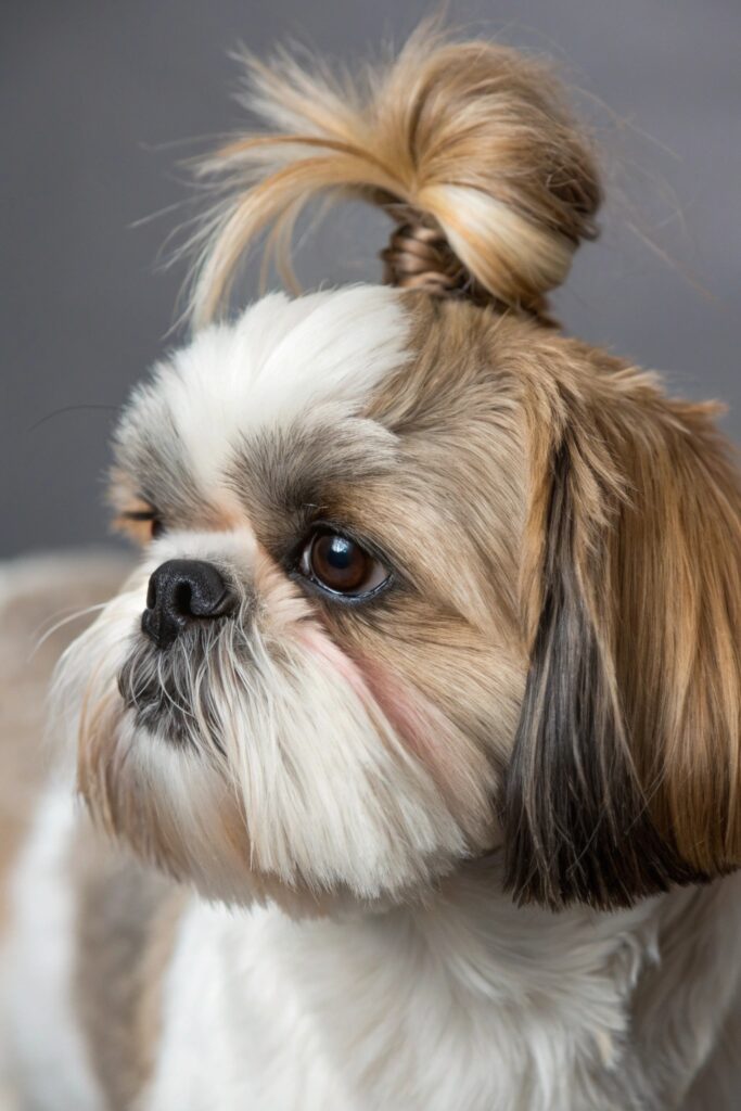 Close-up of small dog face with top knot keeping hair from eyes