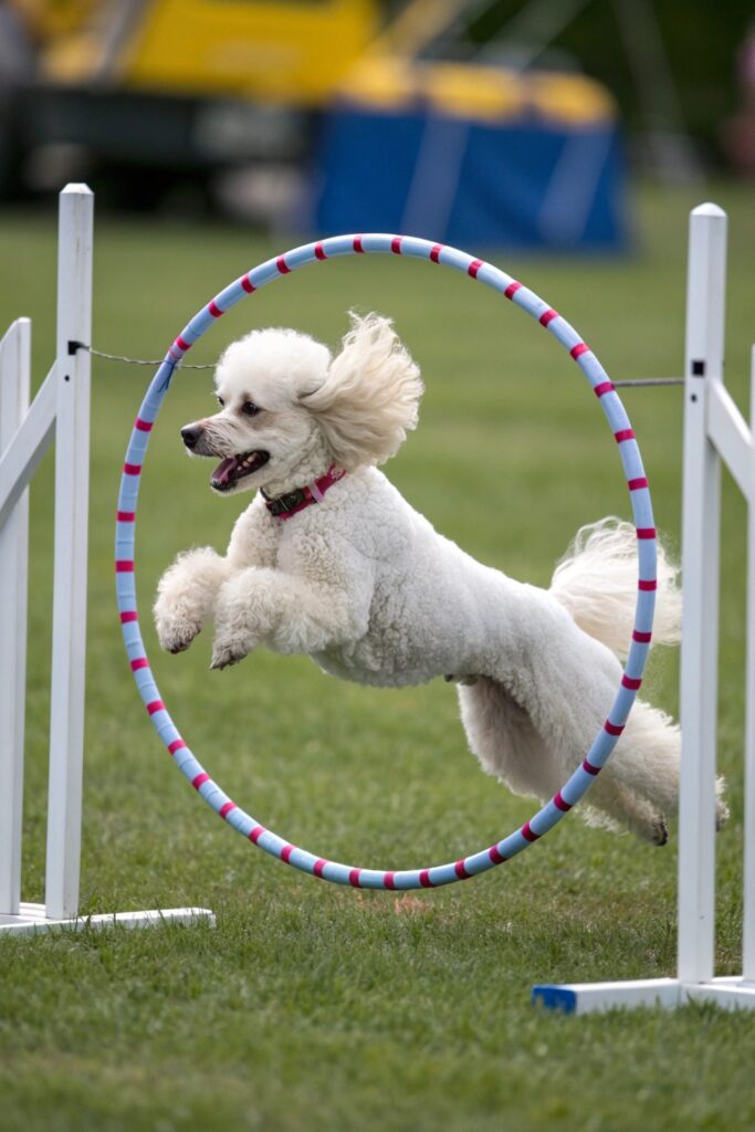 Toy Poodle - The Intelligent Performer