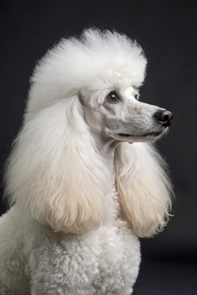 Toy Poodle (White)