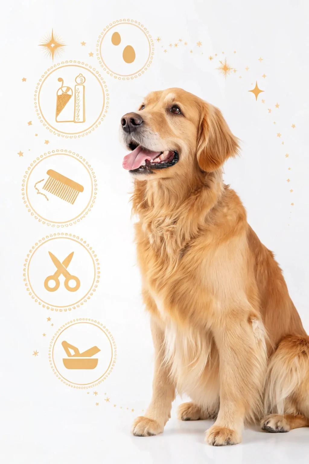 Curated visual reference: Visual Reference: 12 Best Golden Retriever Grooming Styles For A Healthy Shiny