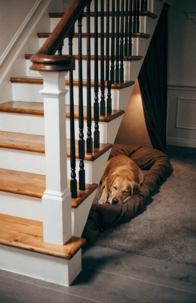 dog enjoying enclosed cozy space under stairs