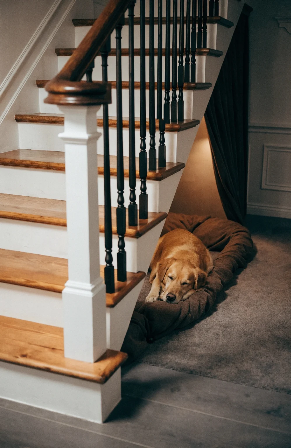 dog enjoying enclosed cozy space under stairs