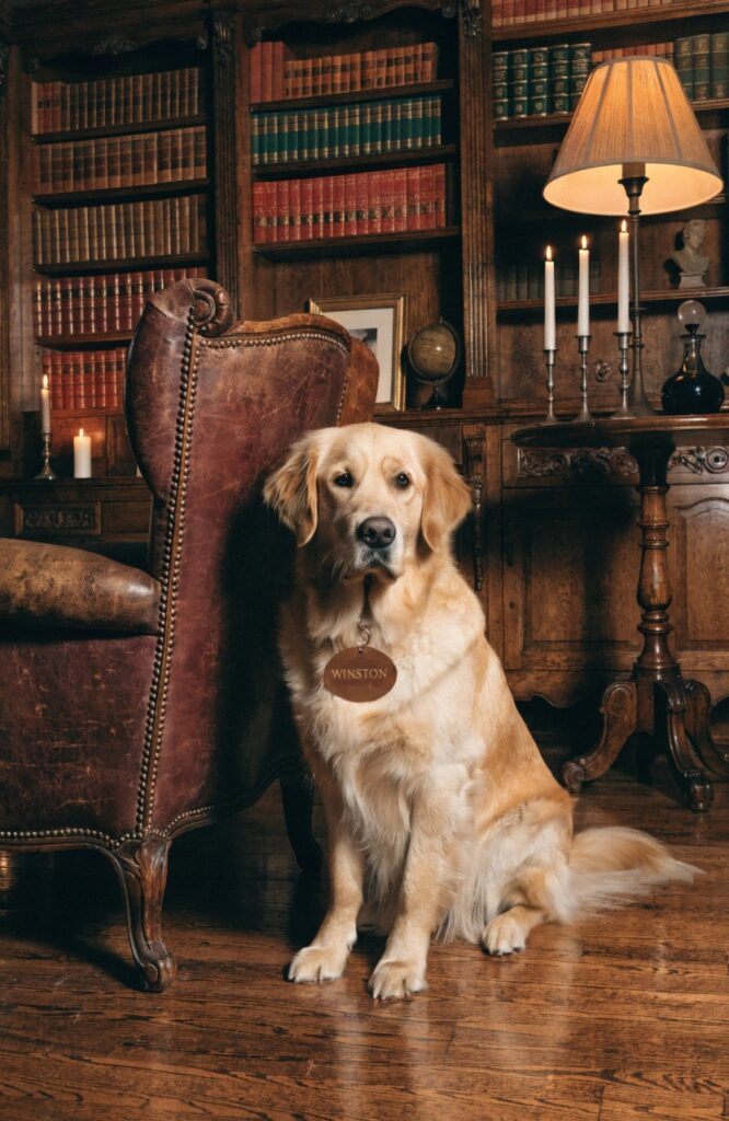 classic golden retriever boy names indoor portrait