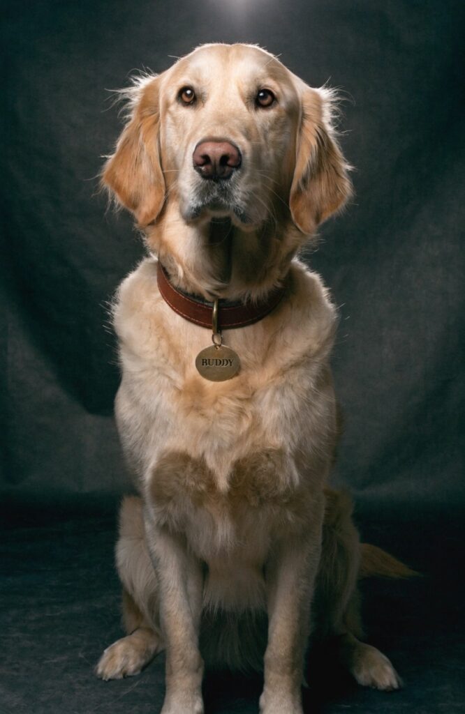 classic dog names for golden retrievers portrait